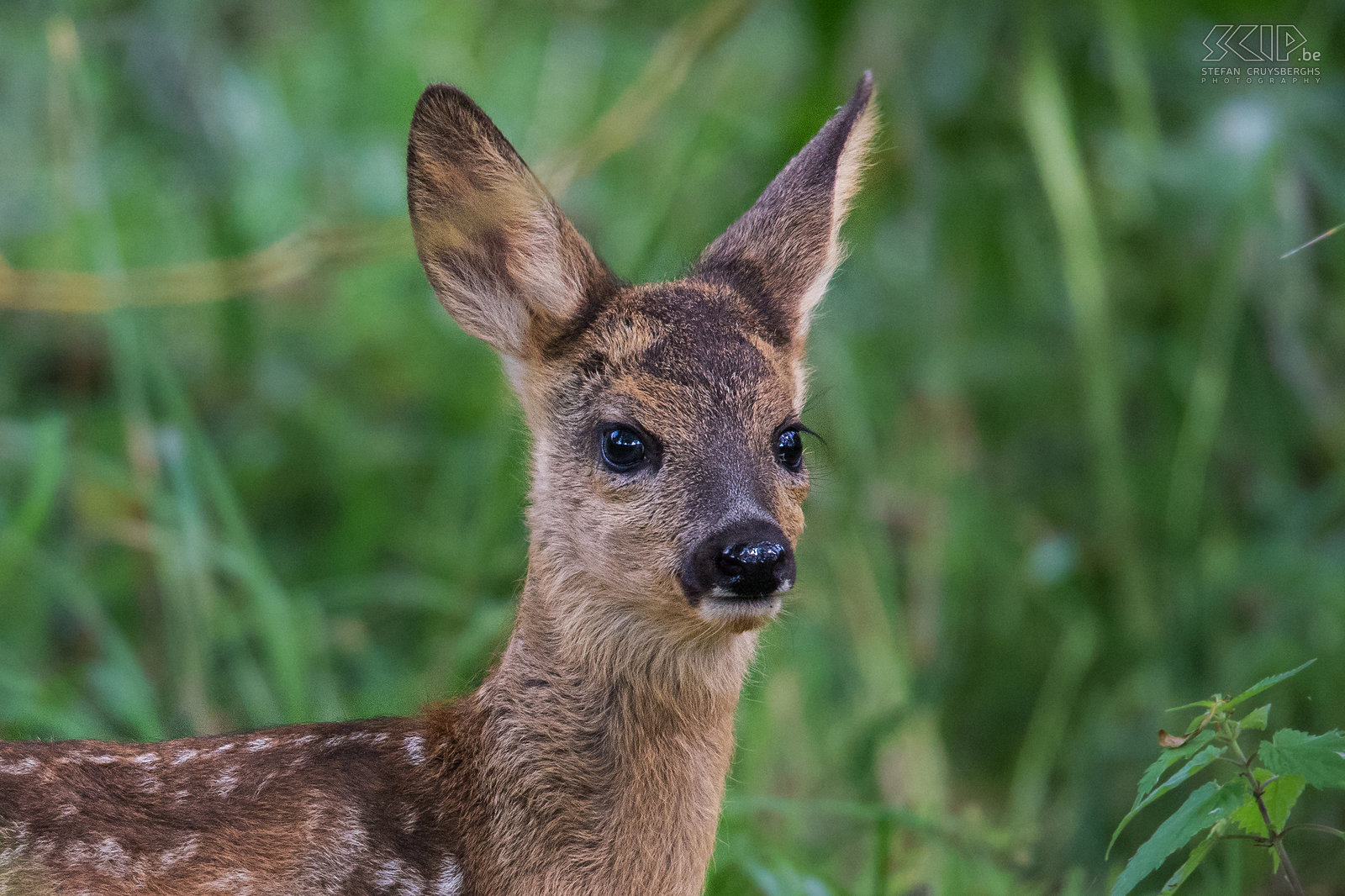 Closeup jonge ree Een reekalf verstopt in het bos. De Disney klassieker Bambi werd gebaseerd op een jonge ree omdat ze schattige witte vlekken hebben op hun pels. Stefan Cruysberghs